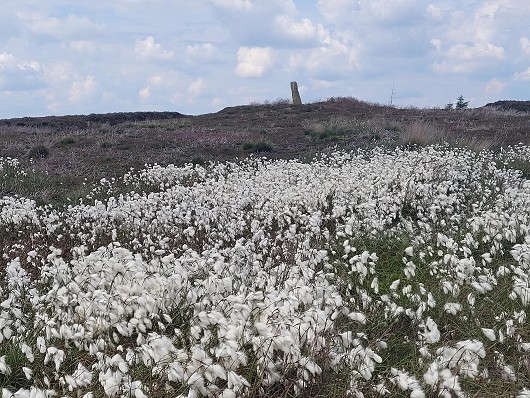 Bog cotton on Great Ayton Moor   © Pete Pozman