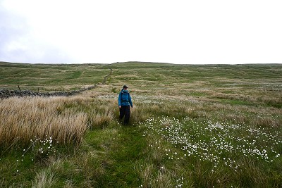 Walking through cotton grass on the way down Swarth Fell  © Chris Scaife