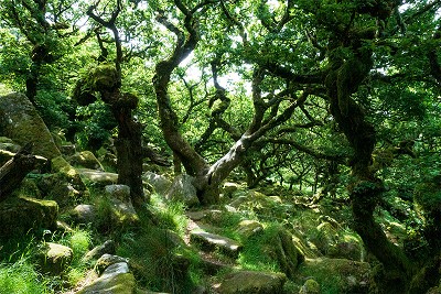 It's a bit of a cliche to rave about how special Wistmans Wood is, but...  © Dan Bailey - UKHillwalking.com