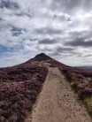 Win Hill covered in heather, Peak District