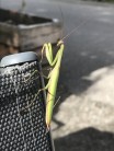 Ailefroide praying mantis joining us after a day cragging