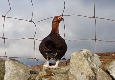 The grouse of Clougha make poor goalkeepers, having a lamentable tendency to face the net  © Norman Hadley