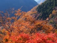 Autumn arrives in the Kiso Valley , Japan