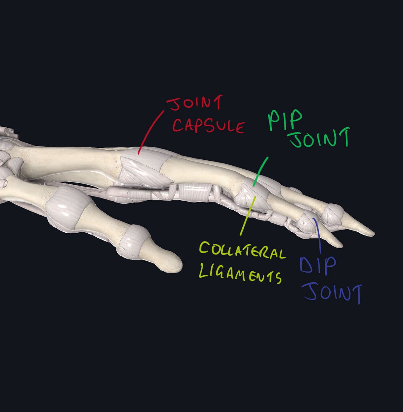 Anatomy of the hand joints  © Andrew McVittie
