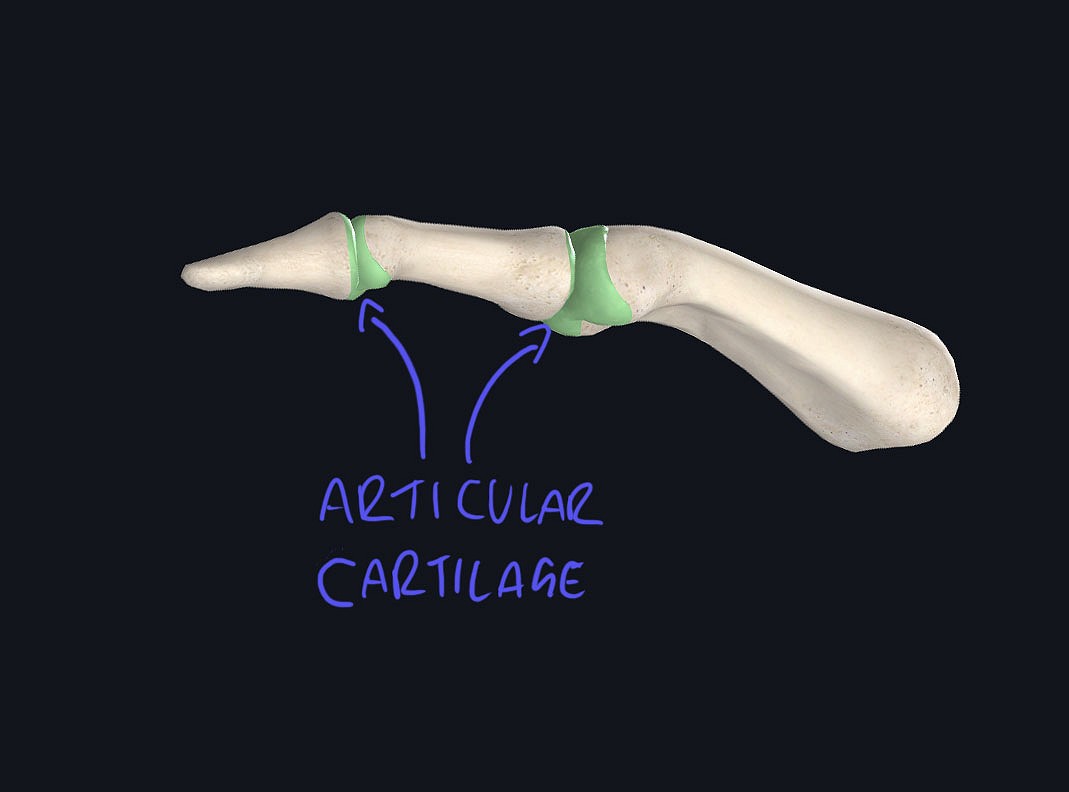 Articular cartilage.  © Andrew McVittie