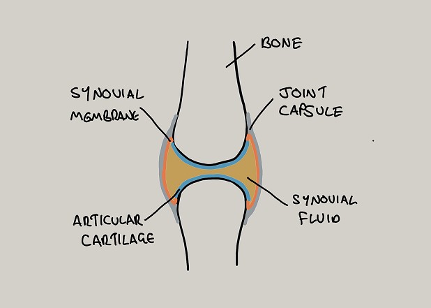 A synovial joint.  © Andrew McVittie