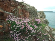 Aremeria maritima, Thrift or Sea Pink growing at Doydon Point, North Cornwall