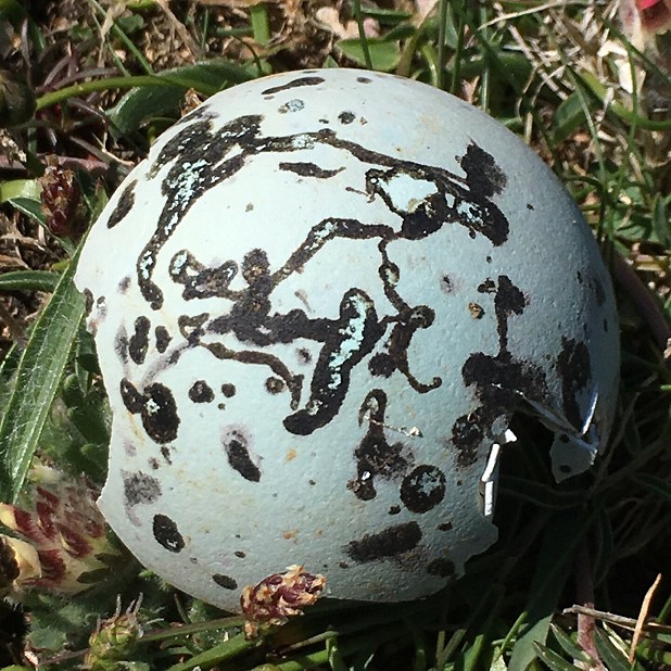 Egg shell! (Don’t know whose….)  © Sarah-Jane Dobner