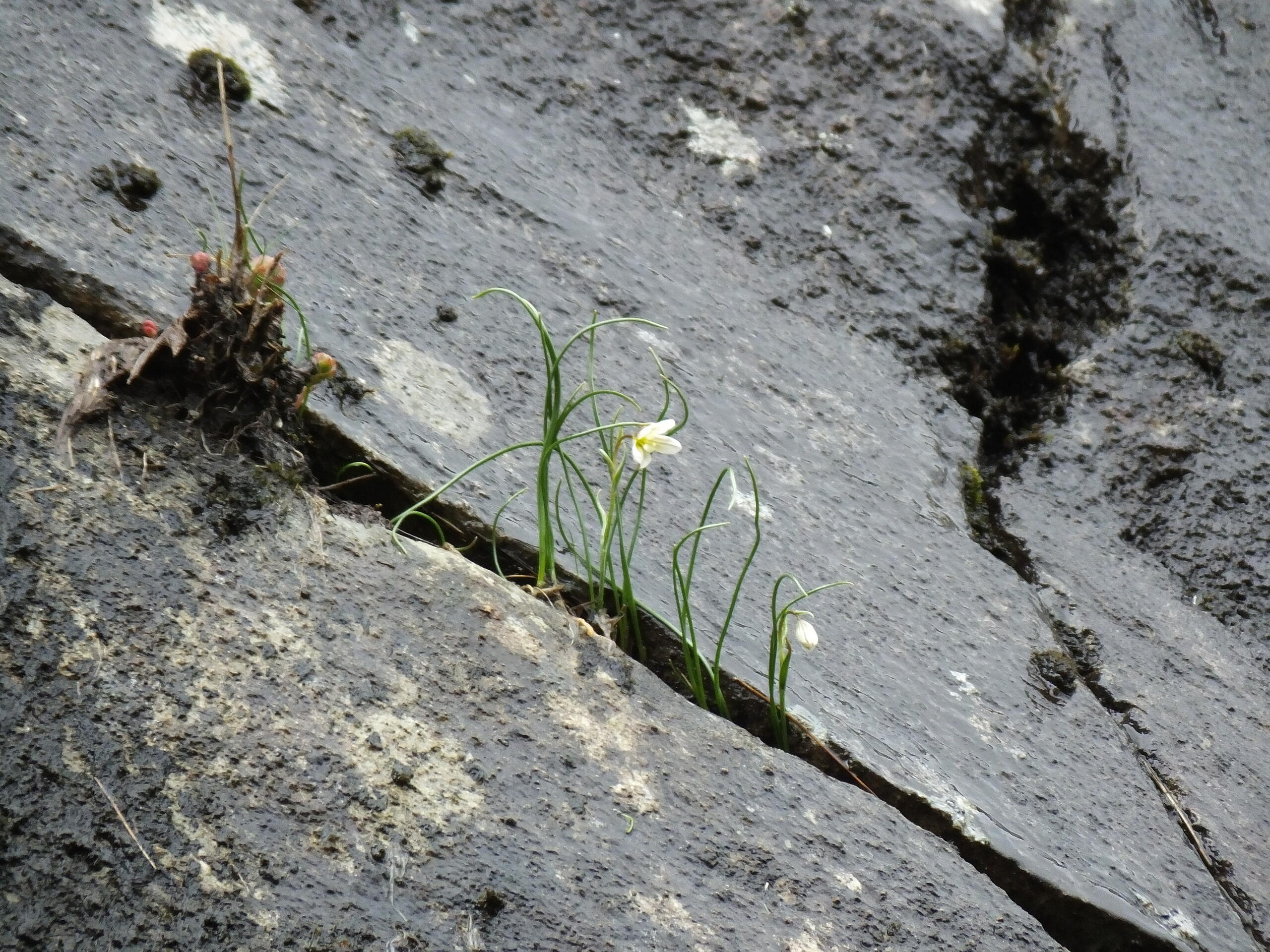 The rare Snowdon Lily  © National Trust Images