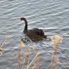 Black swan, Gartmorn Dam