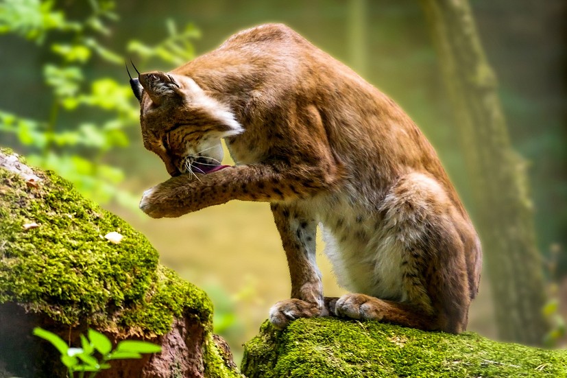 The presence of just a few apex predators can significantly reduce grazing pressure - call it the lynx effect  © Image by Gerhard from Pixabay https://pixabay.com/users/blende1