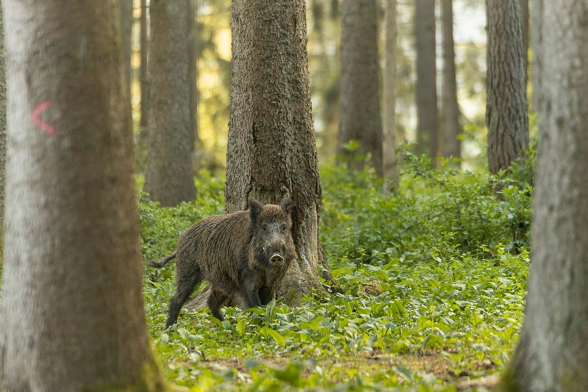 Compared to most of Europe, our woods are strikingly boar-free  © Noah Meinzer from Pixabay https://pixabay.com/users/noah_meinze