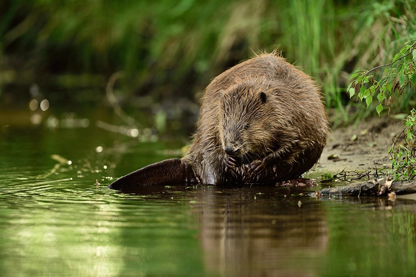 Beaver reintroduction has proved surprisingly contentious, though the evidence of their benefits is overwhelming  © Rewilding Europe
