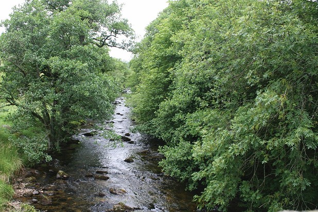 Want more upland woods? Bring back salmon. Want more salmon? Look after the woods.   © Richard Davies, Atlantic Salmon Trust