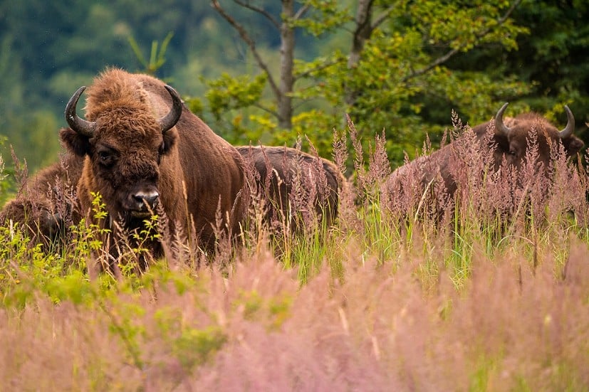 Bison would definitely make an impact  © Rewilding Europe