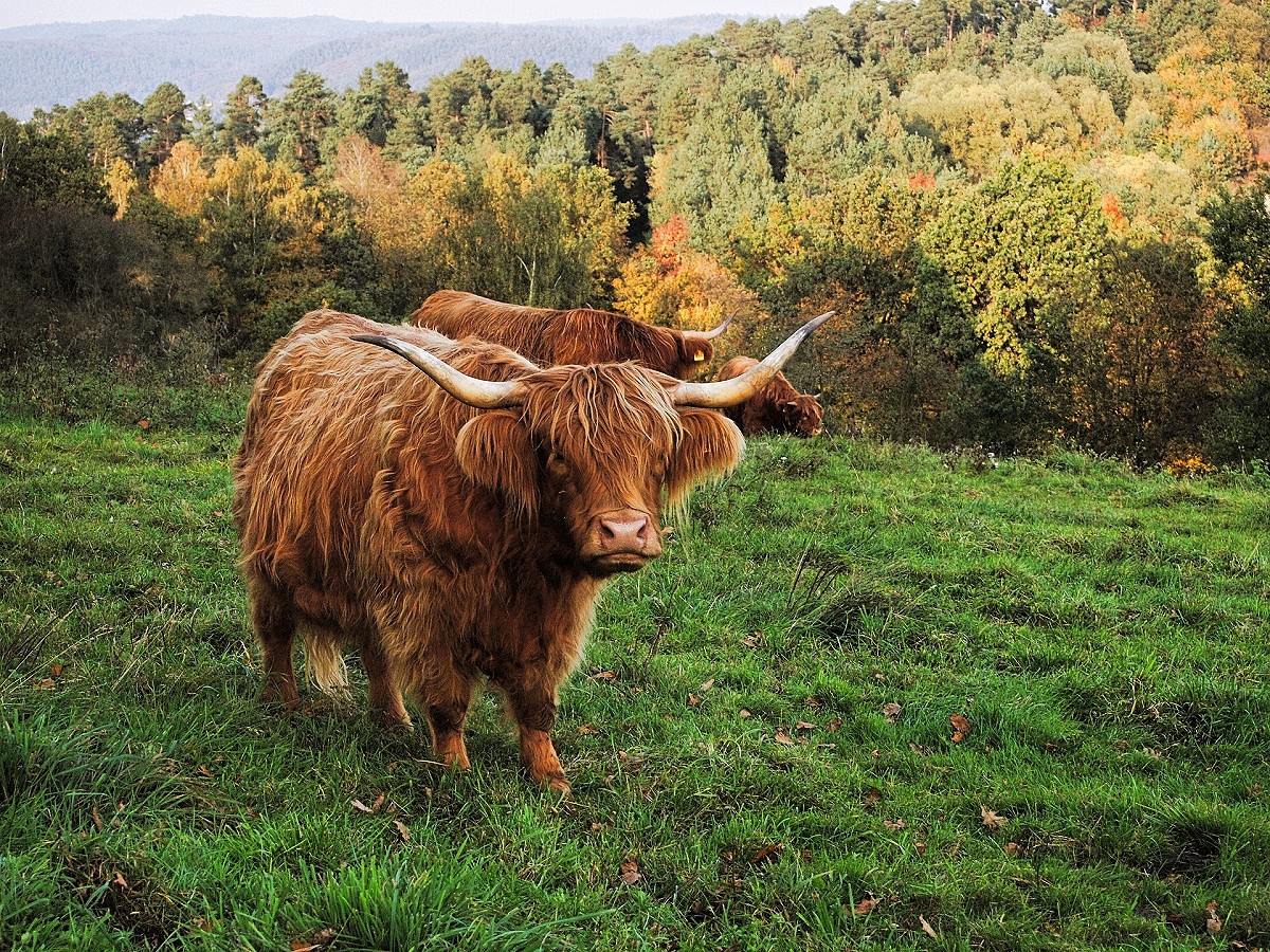 No bison available? Highland cattle can perform a similar role   © HolgersFotographie from Pixabay