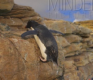 penguin plodder  © penguin plodder