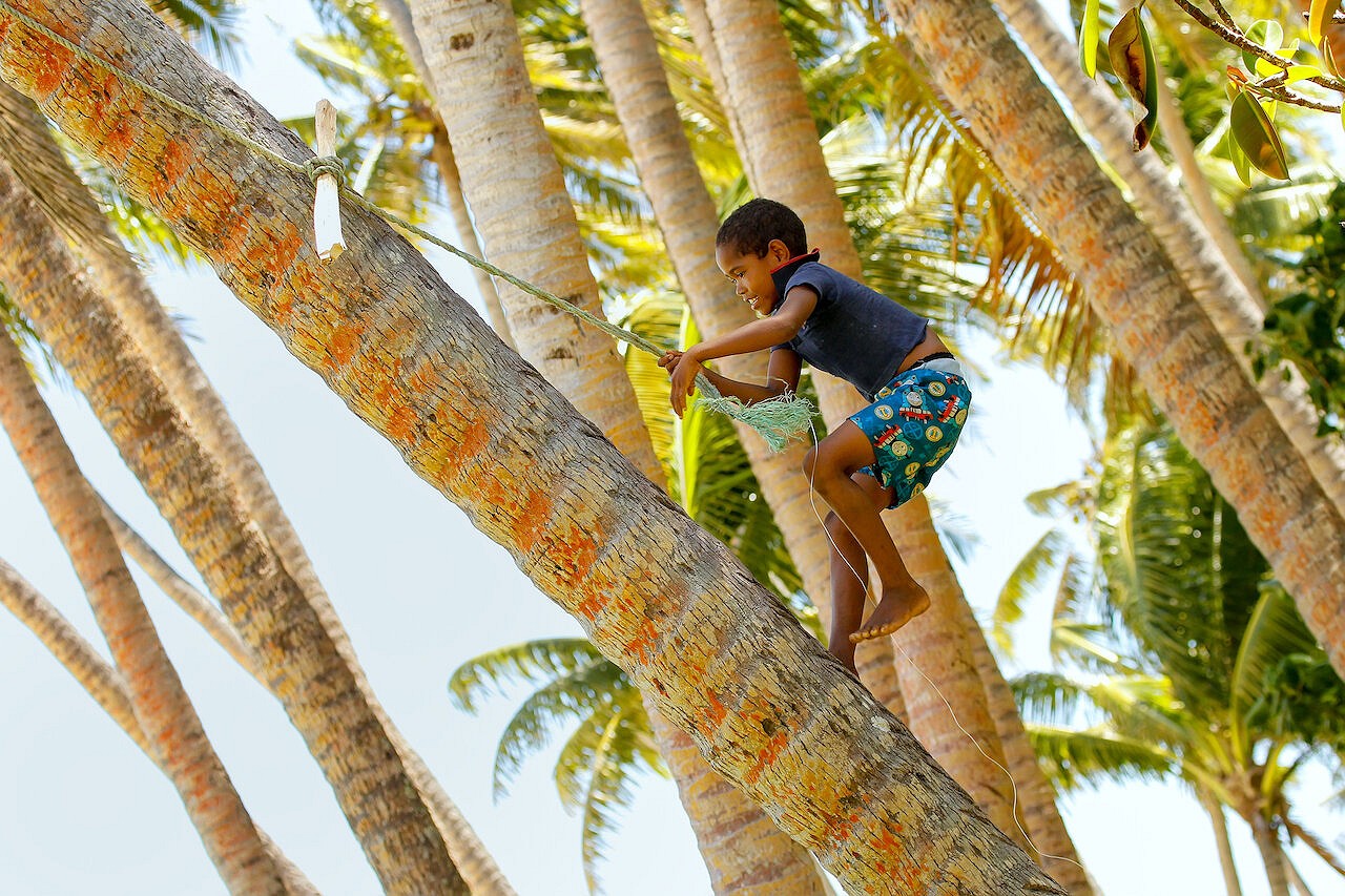 A boy climbs and plays in a coconut tree in Lavena, Teveuni island, Fiji.  © Shutterstock/Don Mammoser