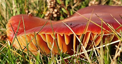 Scarlet Waxcap on Wansfell. Remember Terry Pratchett's advice: “All Fungi are edible. Some fungi are only edible once.”  © Norman Hadley