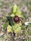 Early spider orchid in Dorset