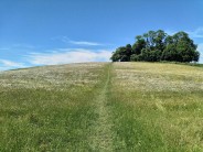 Kelston Round Hill on a sunny June day