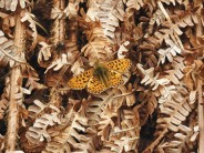 Pearl-bordered fritillary in the Lake District