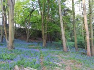 Perrymans Lane crag in the bluebells