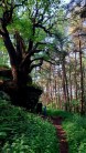 Amazing Tree Block - Churnet Valley