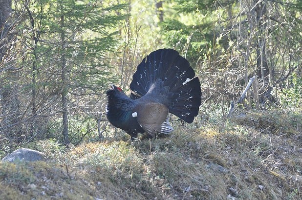 Capercaillie... if you're very lucky  © Tom Rabe - Pixabay