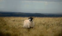Pentland Sheep
