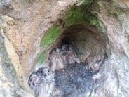 Regular Kestrel nesting site!!