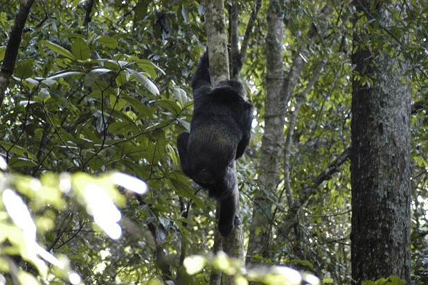 Chimp 'upclimbing'.  © Jeremy De Silva