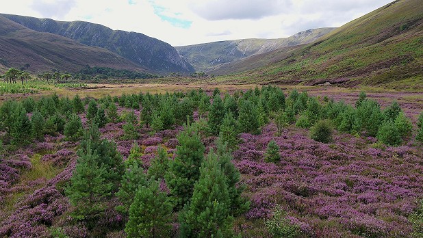 Fencing and tree planting have transformed the prospect in Alladale  © Norman Strachan