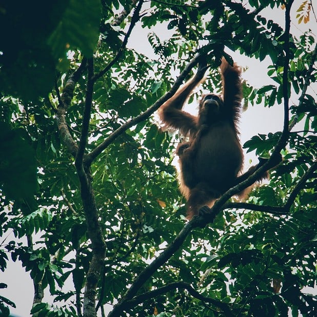 Orangutan mum and baby, Sumatra 2011. Udo's 'forever idol' in climbing coaching.  © Udo Neumann