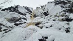 'Kaunein' icefall in Korouoma, Lapland