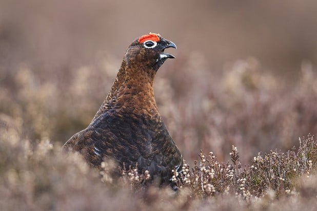Red grouse - still fair game for the guns, but how they go about doing things now has to change  © REVIVE