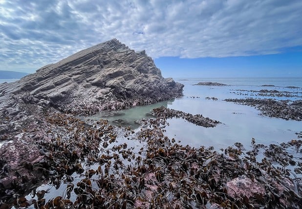 Kelp exposed by the super-low spring tide  © Steve Gibbs