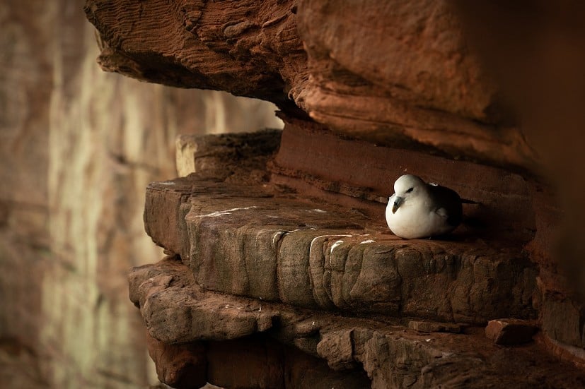 A fulmar resting on sandstone ledge on Hoy.  © Robbie Phillips