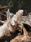 gnarled wood - Pirineos