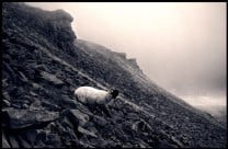 Sheep on Ingleborough