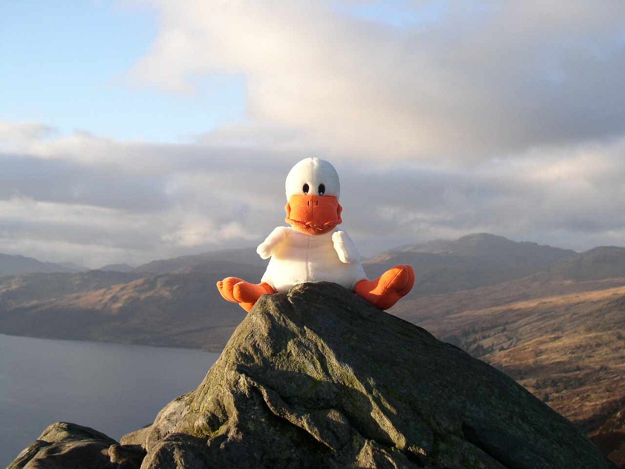 Nigel the duck atop Ben An'  © rsalisbury