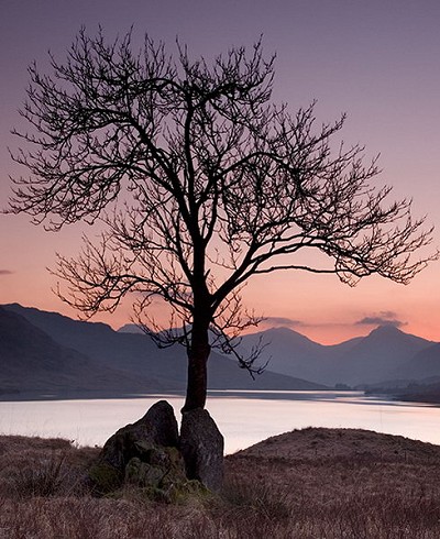 Lone Tree, Loch Arklet  © tomgardner