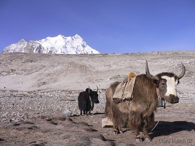 Himalaya - yak  © claka