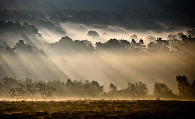 Beauty in the Back Yard, Morning Light, Longshaw Estate, Derbyshire © ChrisJD  © ChrisJD
