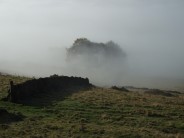 fog tree