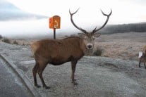 Deer - not in Glen Nevis! Near Bridge of Orchy?